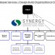 Synergy Organization Chart